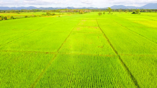 istock Panoramic view nature Landscape of a green field with rice 992634290