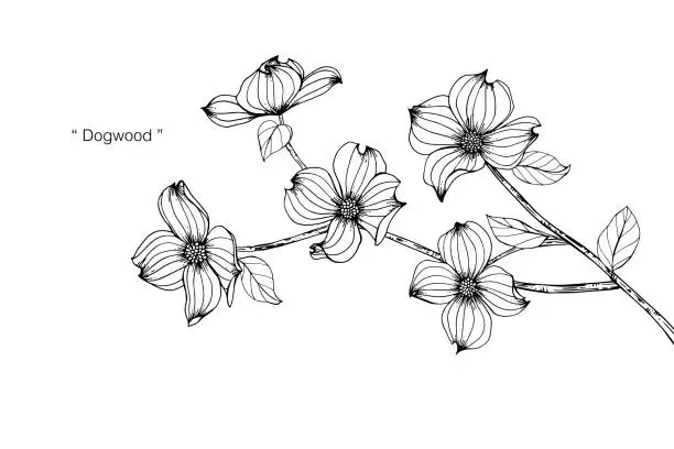 Vector illustration of Dogwood flower drawing illustration. Black and white with line art on white backgrounds.