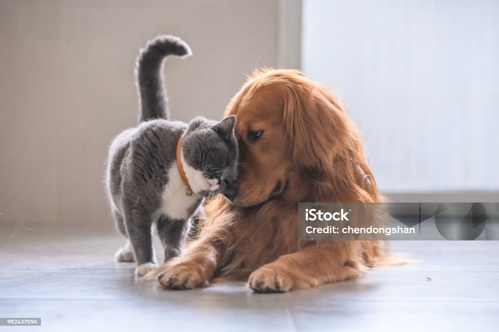 Gato británico de pelo corto y el golden retriever - Foto de stock de Gato doméstico libre de derechos