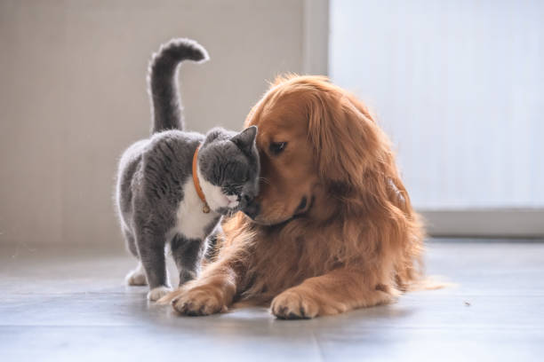 British short hair cat and golden retriever British short hair cat and golden retriever pets stock pictures, royalty-free photos & images