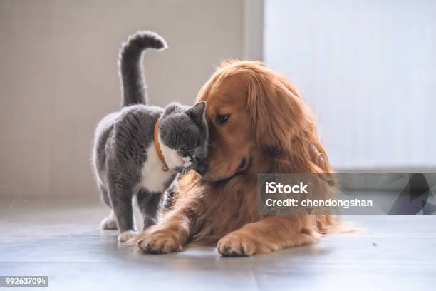 British Short Hair Cat And Golden Retriever Stock Photo - Download Image Now - Domestic Cat, Pets, Embracing