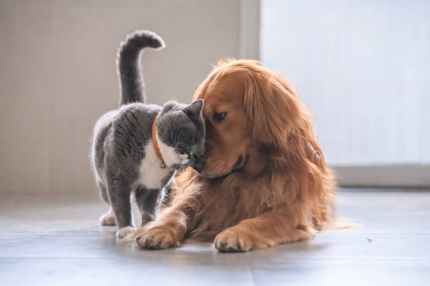 british short hair cat and golden retriever - house pet imagens e fotografias de stock