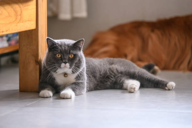 istock The British short hair cat lying on the ground 992637438