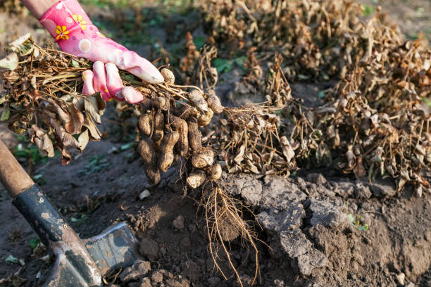 istock Harvesting peanuts in home garden 992662328