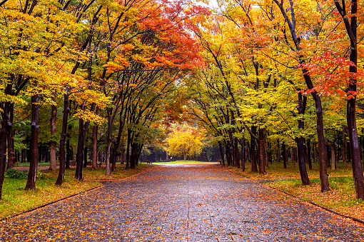Colorful foliage in autumn park. Autumn seasons.