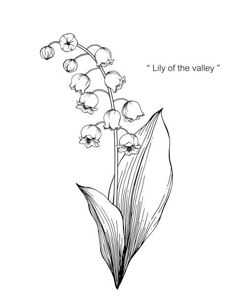 Lily of the valley flower drawing illustration. Black and white with line art on white backgrounds. Lily of the valley flower drawing illustration. Black and white with line art on white backgrounds. lily of the valley stock illustrations