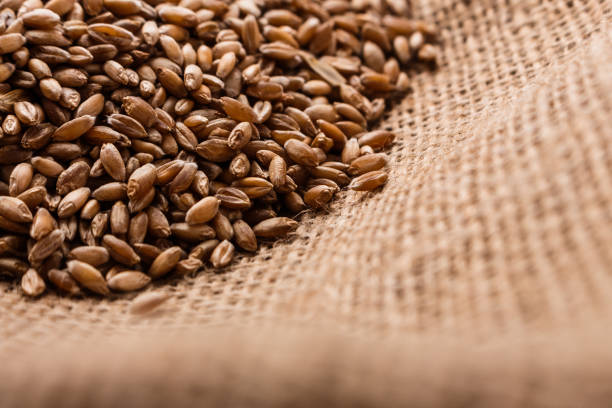 istock spelt seeds on the sack, dark rustic background 992694216