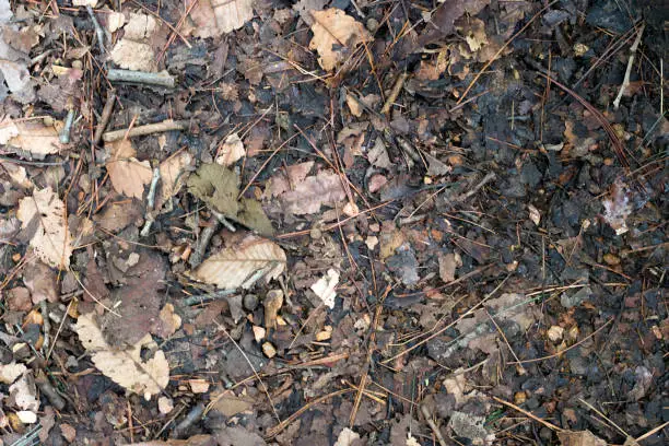 Photo of old leaves and needles on the ground in the forest, texture, background