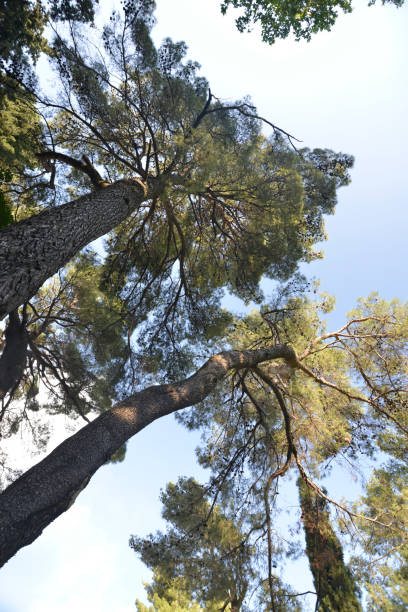 istock Under the canopies of Parasol pine trees 992706294