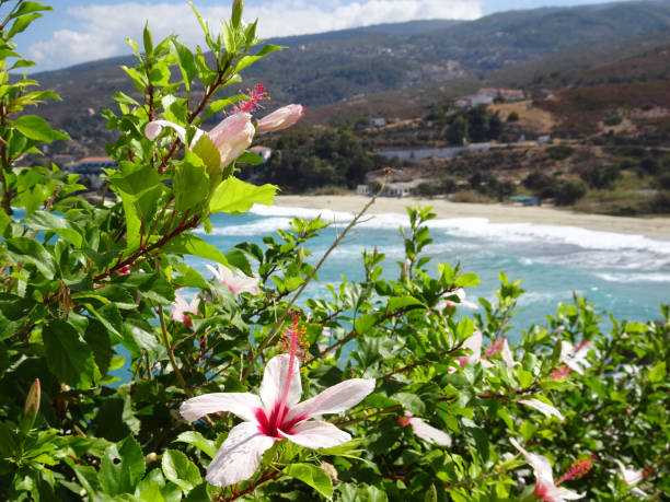 beautiful flowers in front of the beach on the island of Ikaria flowers, beach and mountains on greek island ikaria island stock pictures, royalty-free photos & images