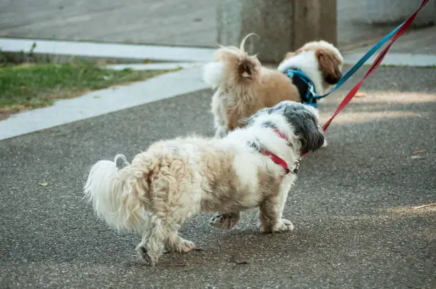 Photo of two shitsu dog walking in urban park