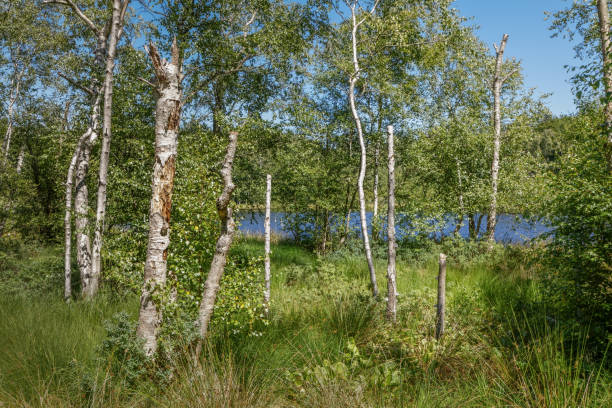 Birch trees in wetlands showing their summer colors