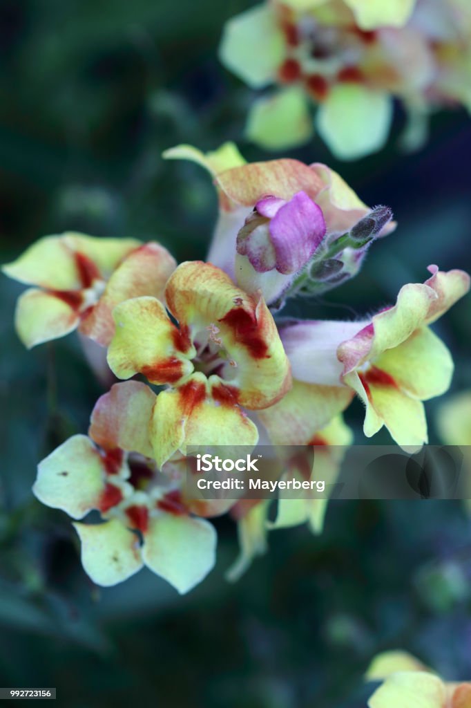 Antirrhinum majus- the snapdragon plants have been cultivated for 500 years, so many varieties have arisen Snapdragon (Antirrhinum) is very suitable as a border plant, birch flower or as a cut flower Beauty Stock Photo