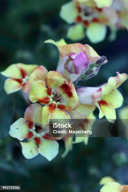 Antirrhinum Majus The Snapdragon Plants Have Been Cultivated For 500 Years So Many Varieties Have Arisen Stock Photo - Download Image Now