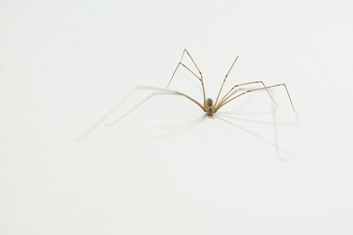 Daddy Long Legs Spider, Pholcus phalangioides, on a wall. Close up photograph.