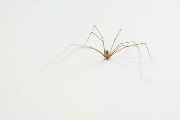 Photo of Cellar Spider on White