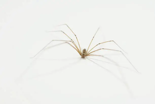 Photo of Cellar Spider on White