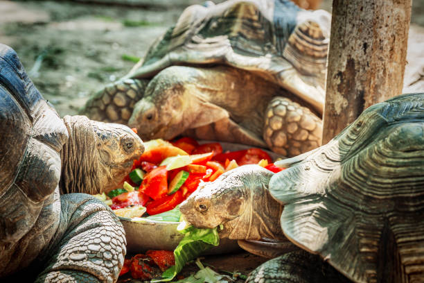 istock Turtles eating a vegetables in 'safari-park' Zoo 992726562