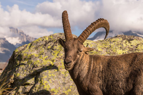 istock Wild Ibex Pausing Standing in front of a Rock with Mont-Blanc Range in the Background 992726674