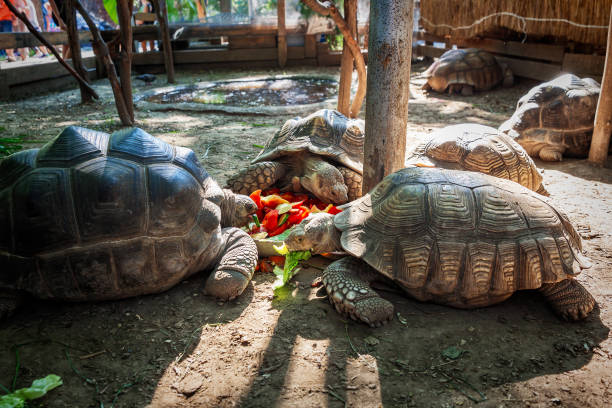 istock Turtles eating a vegetables in 'safari-park' Zoo 992726780