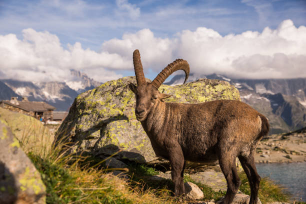 istock Wild Ibex Pausing Standing in front of a Rock with Mont-Blanc Range in the Background 992726810