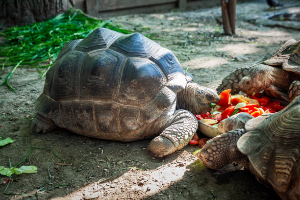 istock Turtles eating a vegetables in 'safari-park' Zoo 992726896
