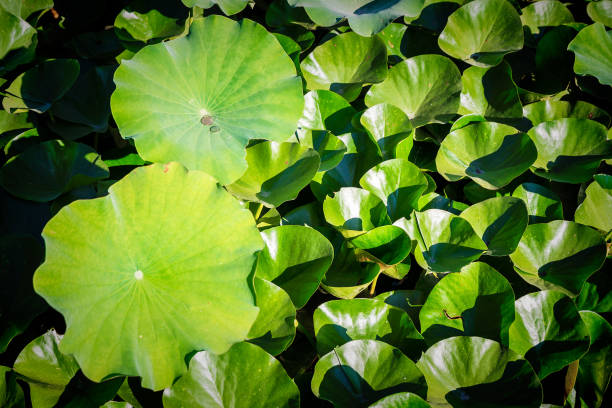 istock lotuses in zoo, top view 992729440