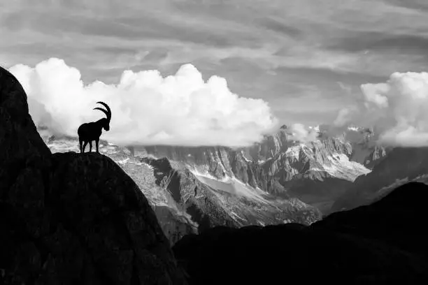 Wild Ibex Standing amongst Rocks with Lake and Mont-Blanc Montains in the Background
