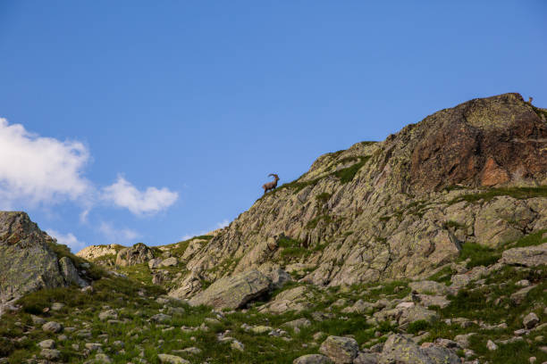 istock Wild Ibex Following a Female Ibex on a Mountain Edge with Blue Sky 992729548