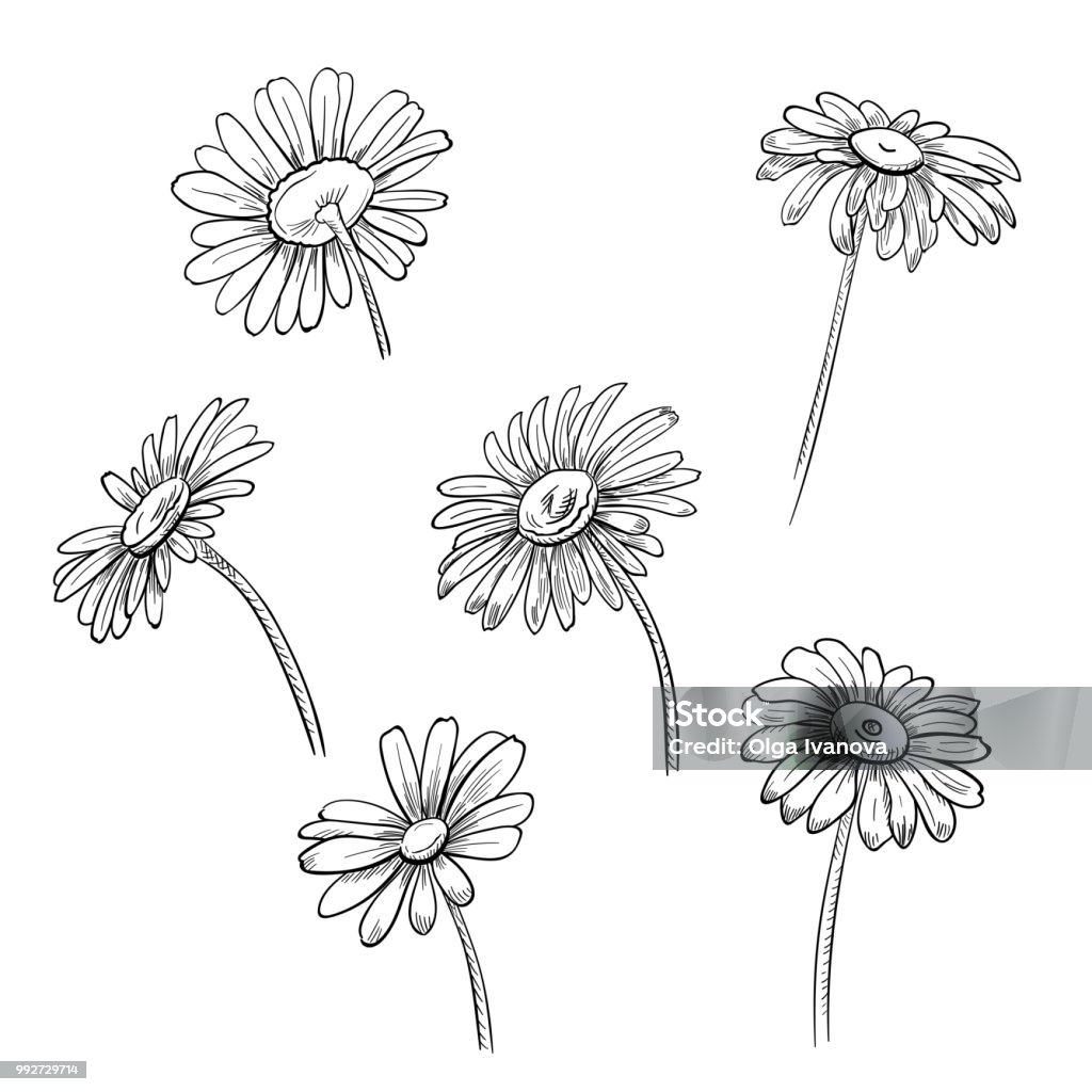 Ilustración de De Manzanilla Flores Monocromos Blanco Y Negro Dibujo Botánico Realista Sobre Fondo Blanco Para El Diseño Mano Dibujar En Estilo Vintage Aguafuerte Sello De Grabación En Relieve Del Grabado Vector Ilustración de De Manzanilla Flores Monocromos Blanco Y Negro Dibujo Botánico Realista Sobre Fondo Blanco Para El Diseño Mano Dibujar En Estilo Vintage Aguafuerte Sello De Grabación En Relieve Del Grabado Vector