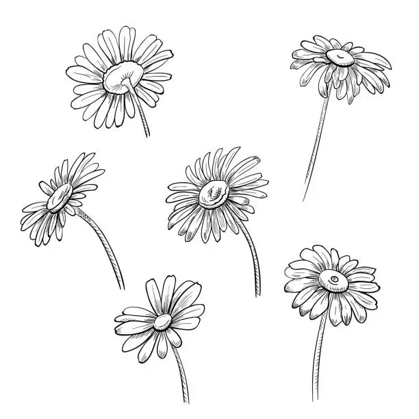 Vector illustration of Set of Chamomile (Daisy), black and white monochrome flowers, realistic botanical sketch on white background for design, hand draw in engraving vintage style, etching, stamp for embossing, vector