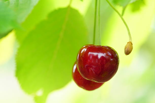 Macro close up of a pair of ripe red cherries on branch among leaves on a sunny summer day.