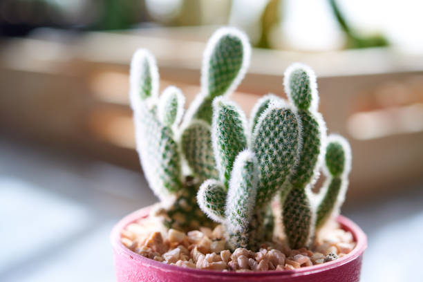 little cactus in my house stock photo