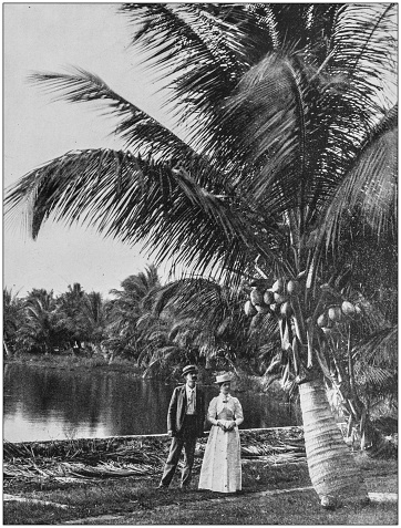 Antique photograph of America's famous landscapes: Coconut grove, Lake Worth, Florida