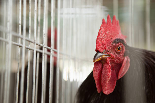The Jersey Giants Rooster in a cage in the exhibit.