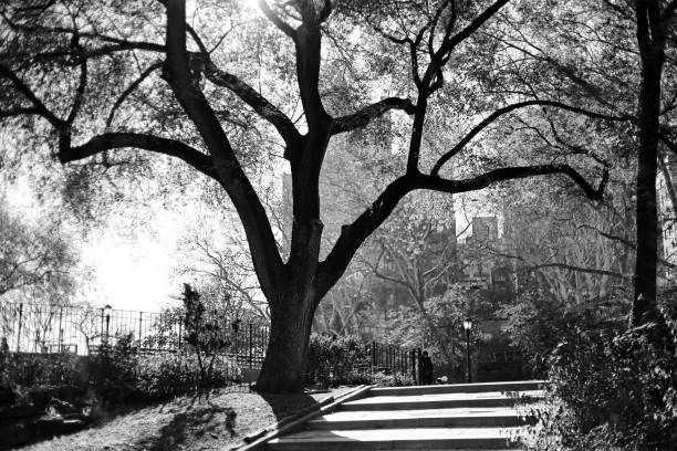 istock A tree in the park New York East River 992747970
