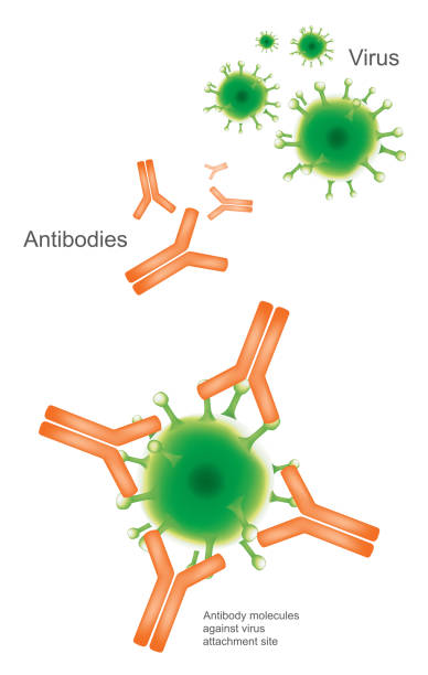 ilustraciones, imágenes clip art, dibujos animados e iconos de stock de virus y anticuerpos. ilustración de salud y médico infografía. - antibody human immune system antigen microbiology