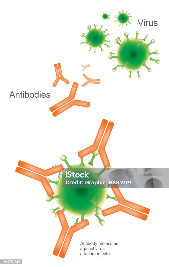 Antibody and Virus. Illustration Health care and medical infographic. Antibody stock vector