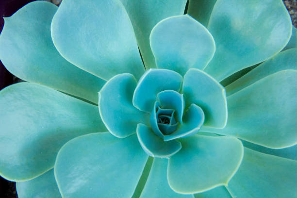 istock Close-up of a hens-and-chicks succulent 992751008