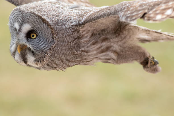 istock Great Grey 0wl (Strix nebulosa) flying. Bird of prey flight. 992753510
