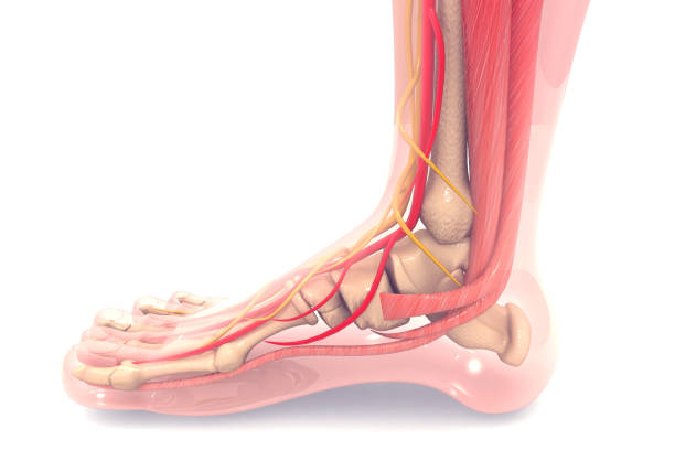 anatomie du pied humain rendu 3d - tendon photos et images de collection