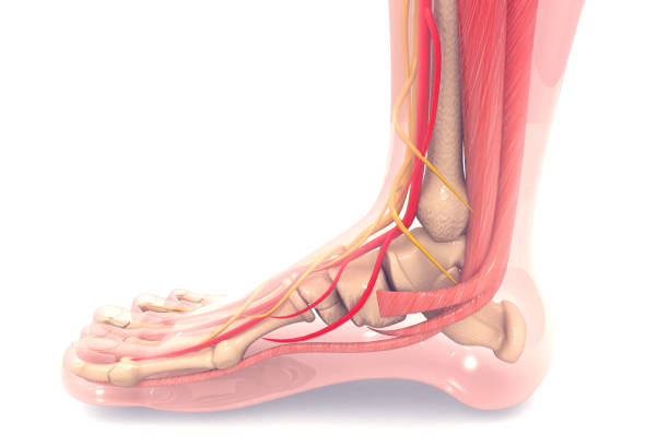anatomia do pé humano render 3d - tendon - fotografias e filmes do acervo