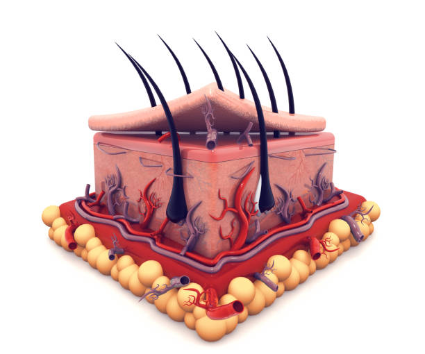 istock Human skin anatomy 992754764