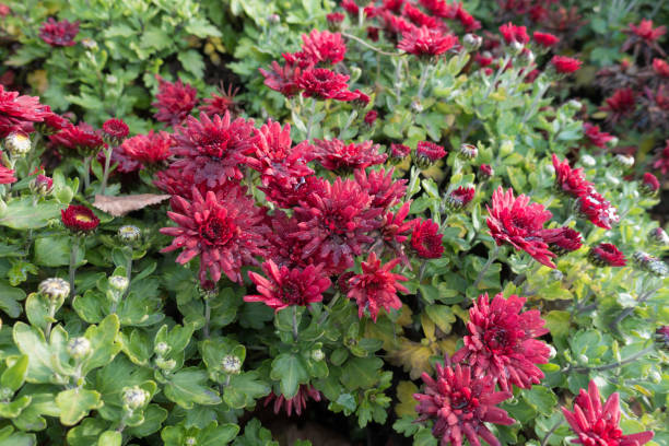 istock Water drops on red flowers of Chrysanthemum 992754868