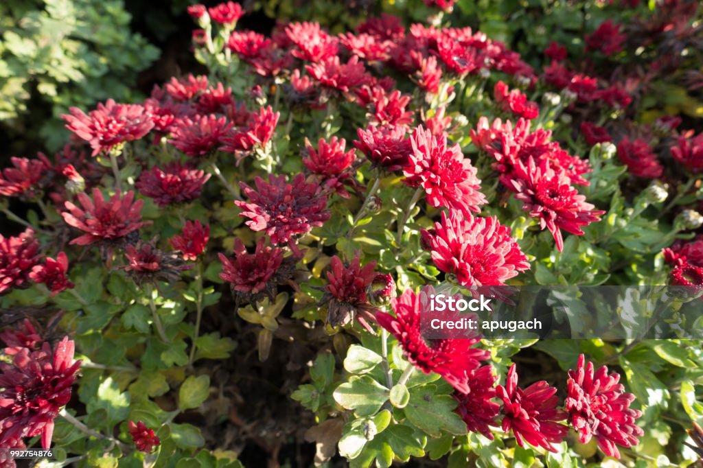 Flores De Color Rojo Vino De Crisantemo En Diciembre Foto de stock y más banco de imágenes de Aire libre - iStock Flores De Color Rojo Vino De Crisantemo En Diciembre Foto de stock y más banco de imágenes de Aire libre - iStock