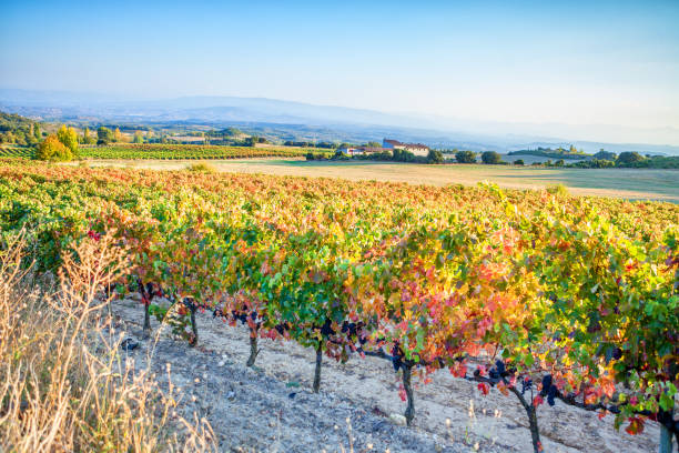 istock Vineyards in autumn in Rioja. Spain 992755194