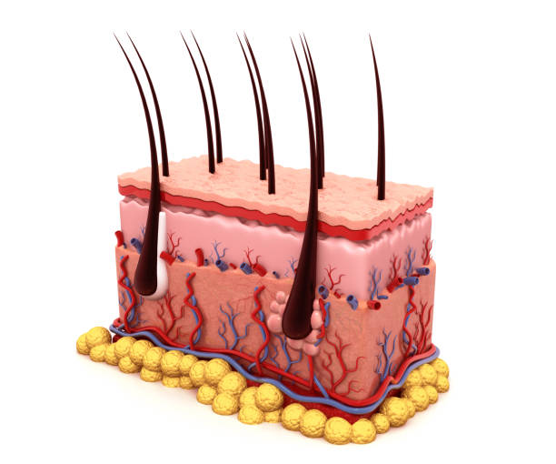 istock Human skin anatomy 3d render 992755228