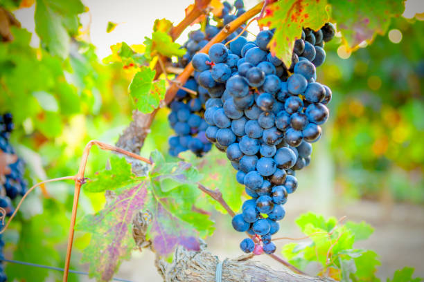 istock Vineyards in autumn in Rioja. Spain 992755250