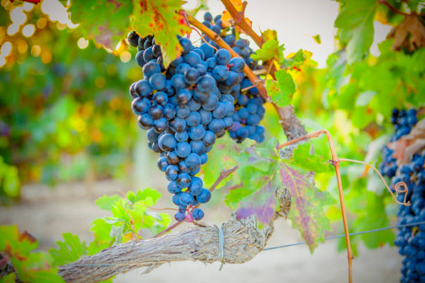 istock Vineyards in autumn in Rioja. Spain 992757294