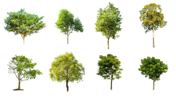 istock asia tree tropical green on white background 992758700